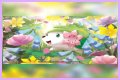 want shiny shaymin | Bulbagarden